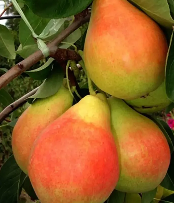 Pear (pyrus communis) NAPOCA - Tutifruti, s.r.o.