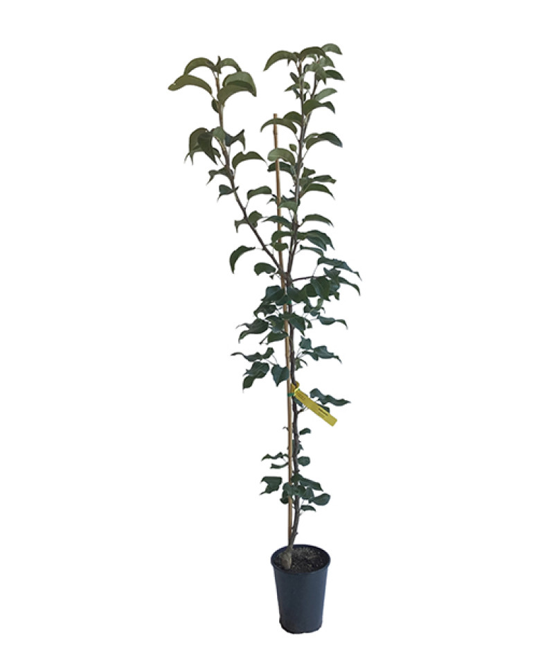 Nashi - Japonská hruška (Pyrus pyrifolia) NIJISSEIKI - Tutifruti SK