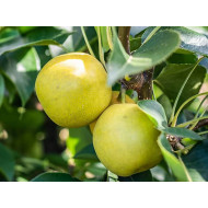 Apple Pear (Pyrus pyrifolia) NIJISSEIKI