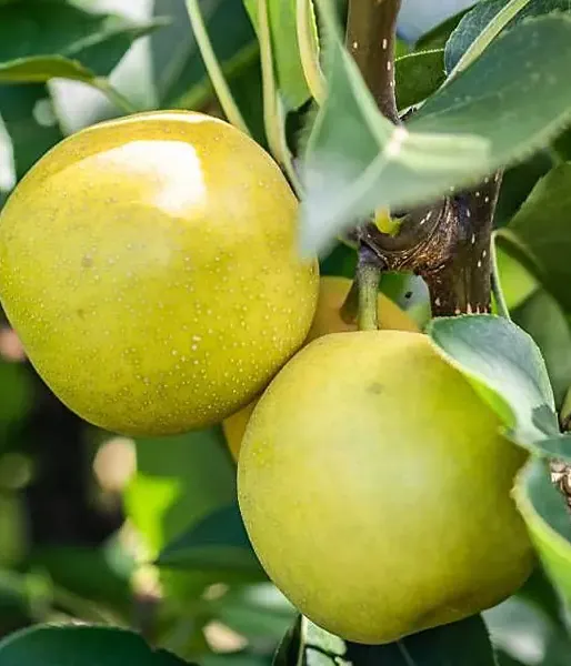 Apple Pear (Pyrus pyrifolia) NIJISSEIKI