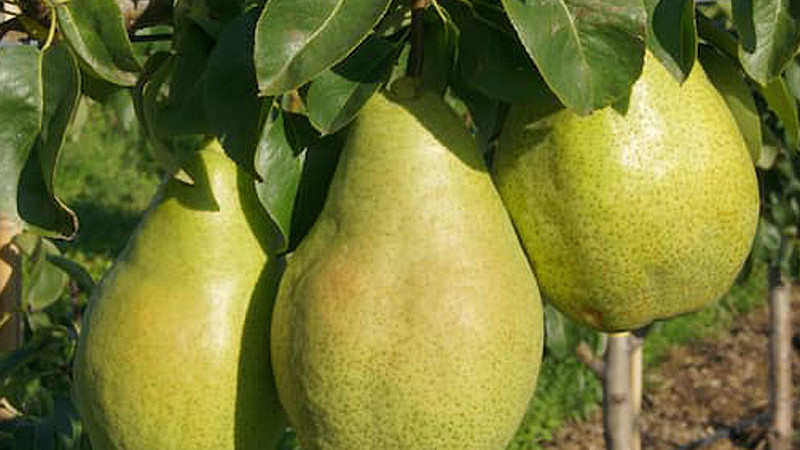 Svet hrušiek (1. diel): Sprievodca rodom Pyrus a jeho najlepšími druhmi | Blog