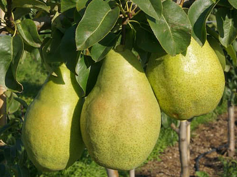 Hruška (Pyrus communis) NOJABRSKAJA