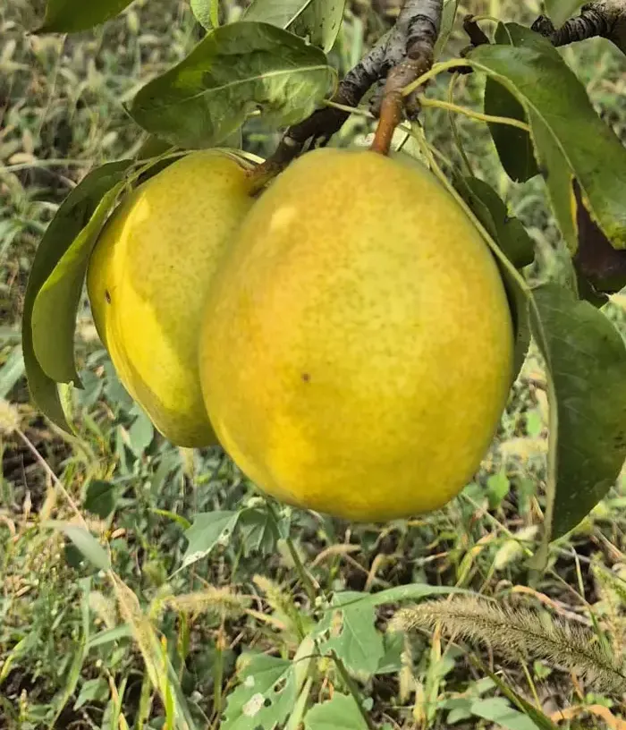 Pear (pyrus communis) ORIZONT - Tutifruti, s.r.o.