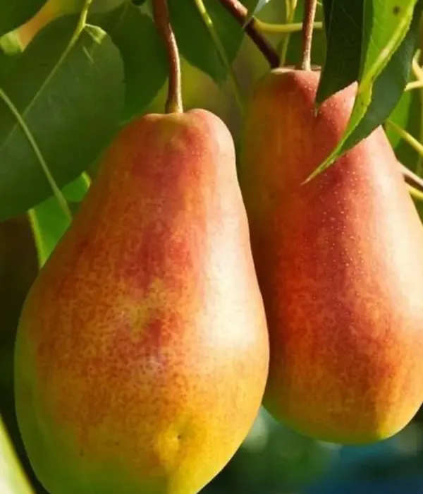 Pear (pyrus communis) DUKHMYANAYA