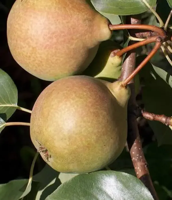 Pear (pyrus communis) JŪRATĖ