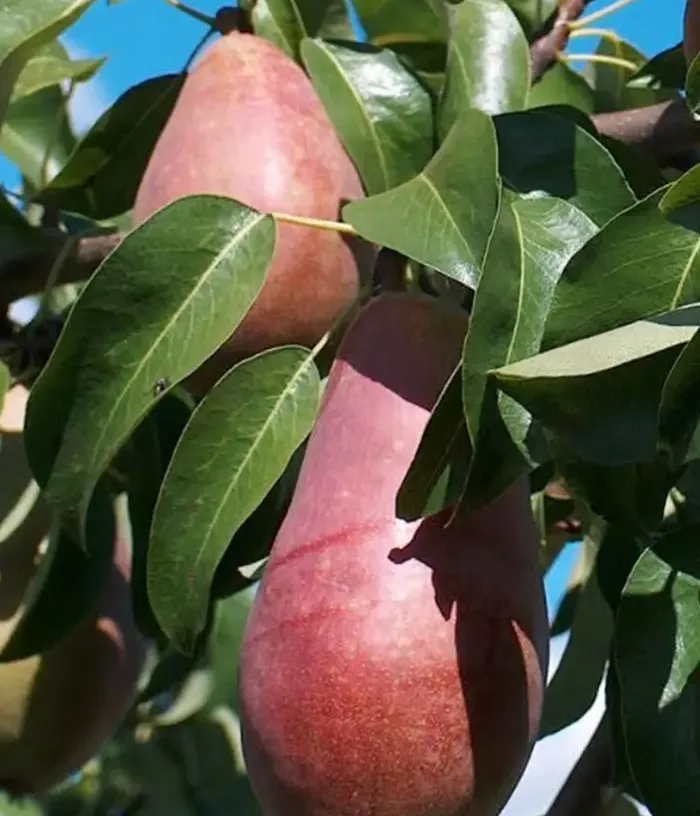 Pear (pyrus communis) SĒLIJA - Tutifruti, s.r.o.