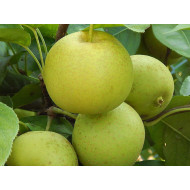 Apple Pear (Pyrus pyrifolia) SHINSEIKI