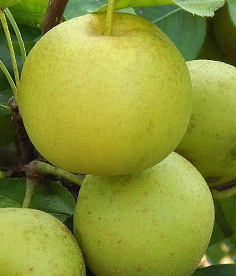Nashi - Japonská hruška (Pyrus pyrifolia) SHINSEIKI - Tutifruti SK