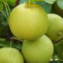 Nashi - Japonská hruška (Pyrus pyrifolia) SHINSEIKI