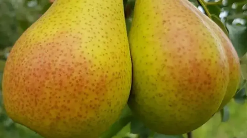 Nové hrušky 2026: Alka, Lukna a Triumf (Litva/Rumunsko)