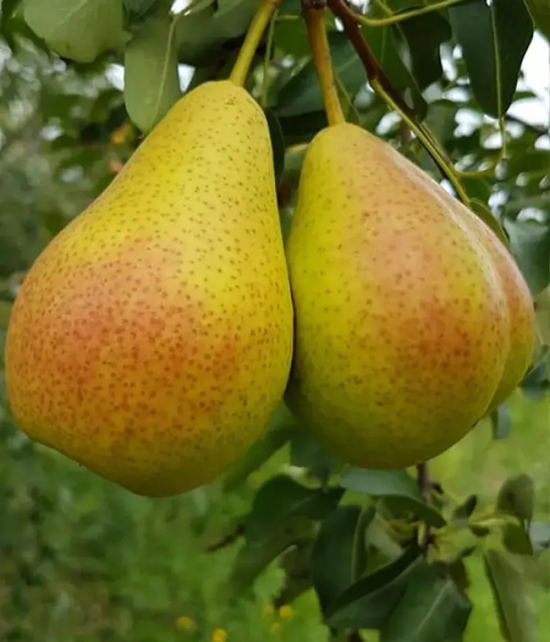 Hruška (Pyrus communis) TRIUMF - Tutifruti, s.r.o.