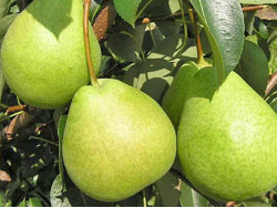 Apple Pear (Pyrus ussuriensis x Pyrus bretschneideri) TSU LI
