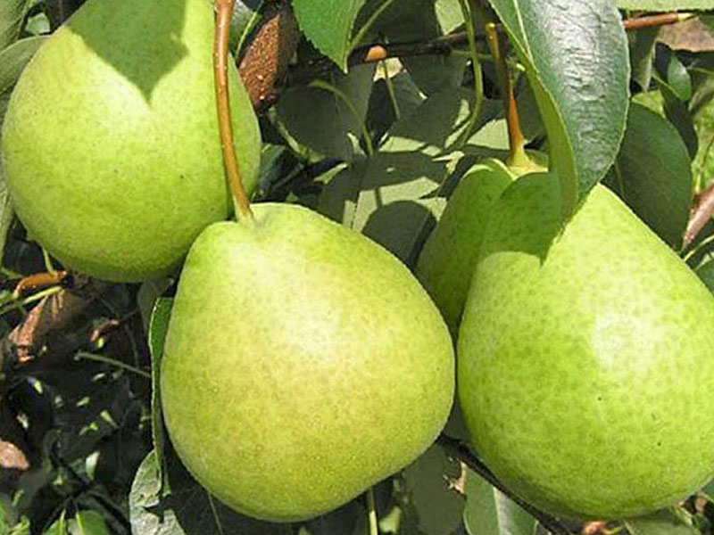 Nashi - Japonská hruška (Pyrus ussuriensis x Pyrus bretschneideri) TSU LI