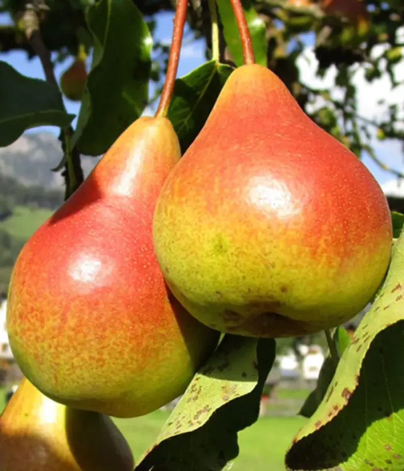 Hruška (Pyrus communis) TUDOR - Tutifruti, s.r.o.