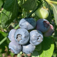 #vacciniumcorymbosum #duke #cucoriedky #heidelbeeren #blueberries #tutifrutiat #tutifrutisk