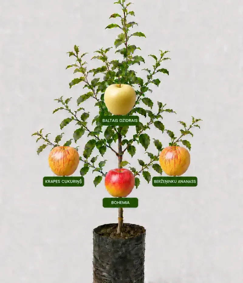 Rodinná multi-jabloň (Malus domestica)  BALTAIS DZIDRAIS + KRAPES CUKURIŅŠ + BERŽEŅINKU ANANASS + BOHEMIA 26/1 - Tutifruti, s.r.o.