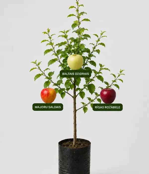 Familien-Apfelbaum (Malus domestica) BALTAIS DZIDRAIS + MAJORU SALDAIS + RĪGAS ROŽĀBELE 26/10