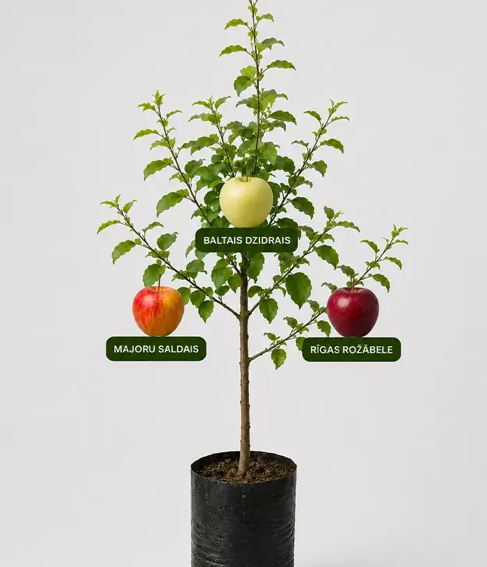 Familien-Apfelbaum (Malus domestica) BALTAIS DZIDRAIS + MAJORU SALDAIS + RĪGAS ROŽĀBELE 26/10 - Tutifruti, s.r.o.
