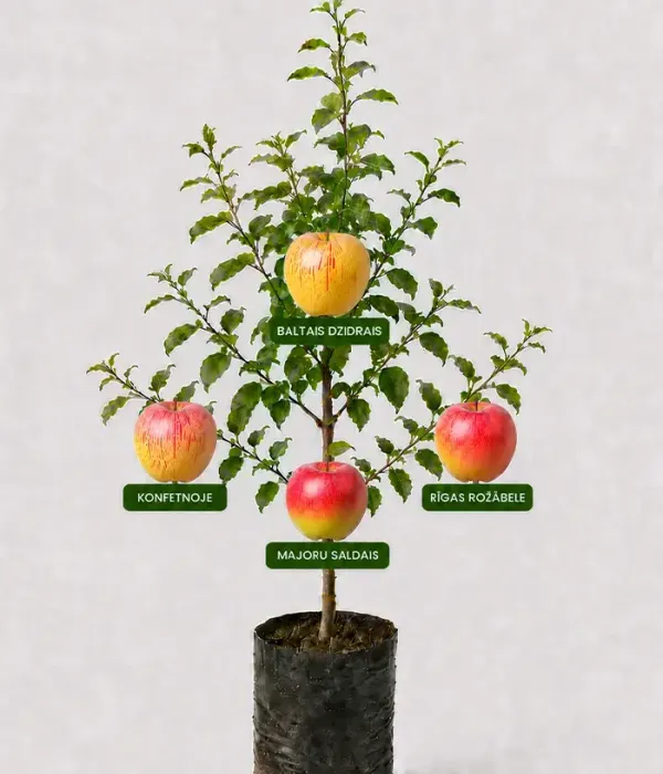 Familien-Apfelbaum (Malus domestica) BALTAIS DZIDRAIS + KONFETNOJE + MAJORU SALDAIS + RĪGAS ROŽĀBELE 26/10