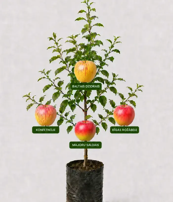 Rodinná multi-jabloň (Malus domestica) BALTAIS DZIDRAIS + KONFETNOJE + MAJORU SALDAIS + RĪGAS ROŽĀBELE 26/10 - Tutifruti, s.r.o.
