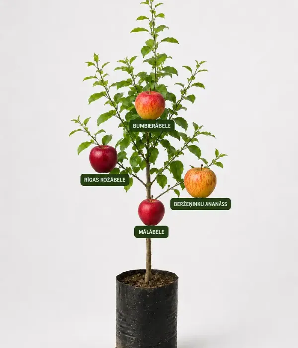 Familien-Apfelbaum (Malus domestica) BUMBIERĀBELE + RĪGAS ROŽĀBELE + BERŽEŅINKU ANANĀSS + MĀLĀBELE