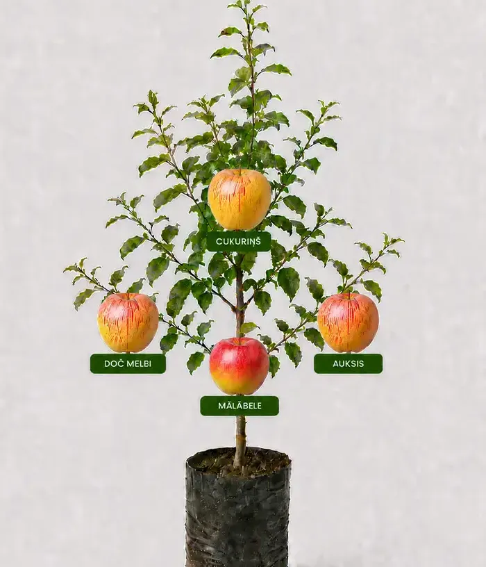 Rodinná multi-jabloň (Malus domestica)  CUKURIŅŠ + DOČ MELBI + AUKSIS + MĀLĀBELE 26/12 - Tutifruti, s.r.o.
