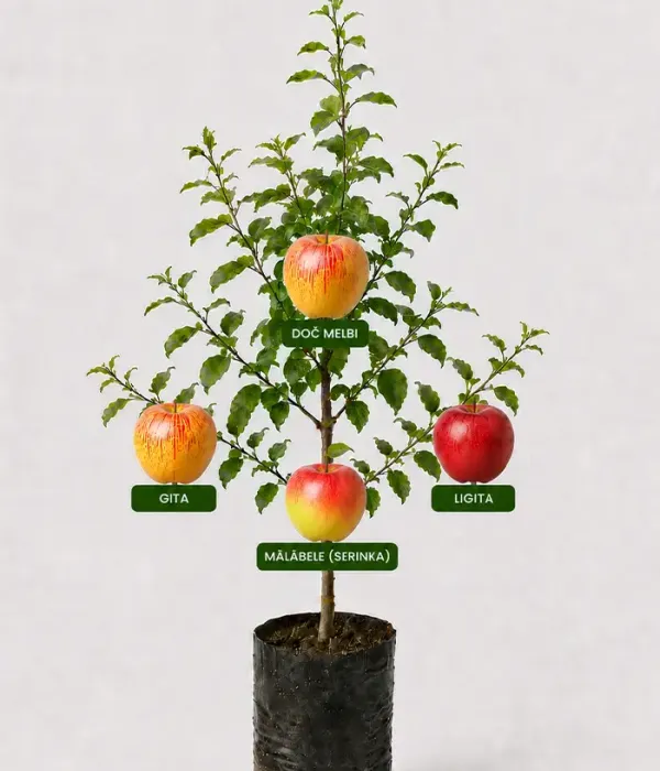 Familien-Apfelbaum (Malus domestica) DOČ MELBI + GITA + MĀLĀBELE (SERINKA) + LIGITA 26/13