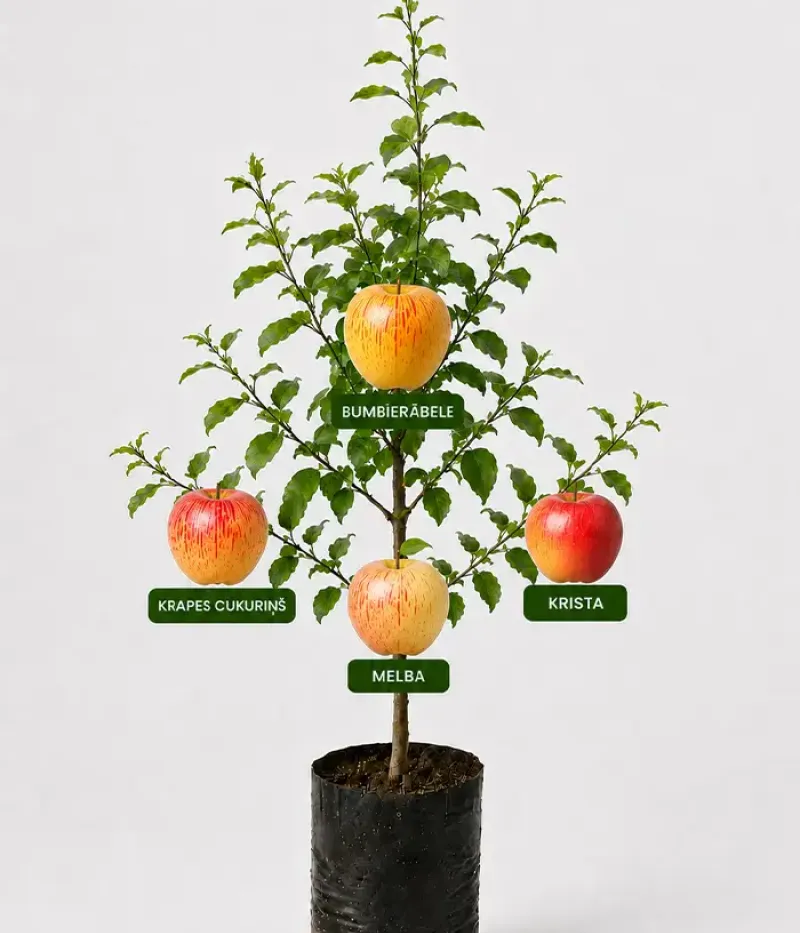 Familien-Apfelbaum (Malus domestica) KRAPES CUKURIŅŠ + BUMBIERĀBELE + MELBA + KRISTA 26/19 - Tutifruti, s.r.o.