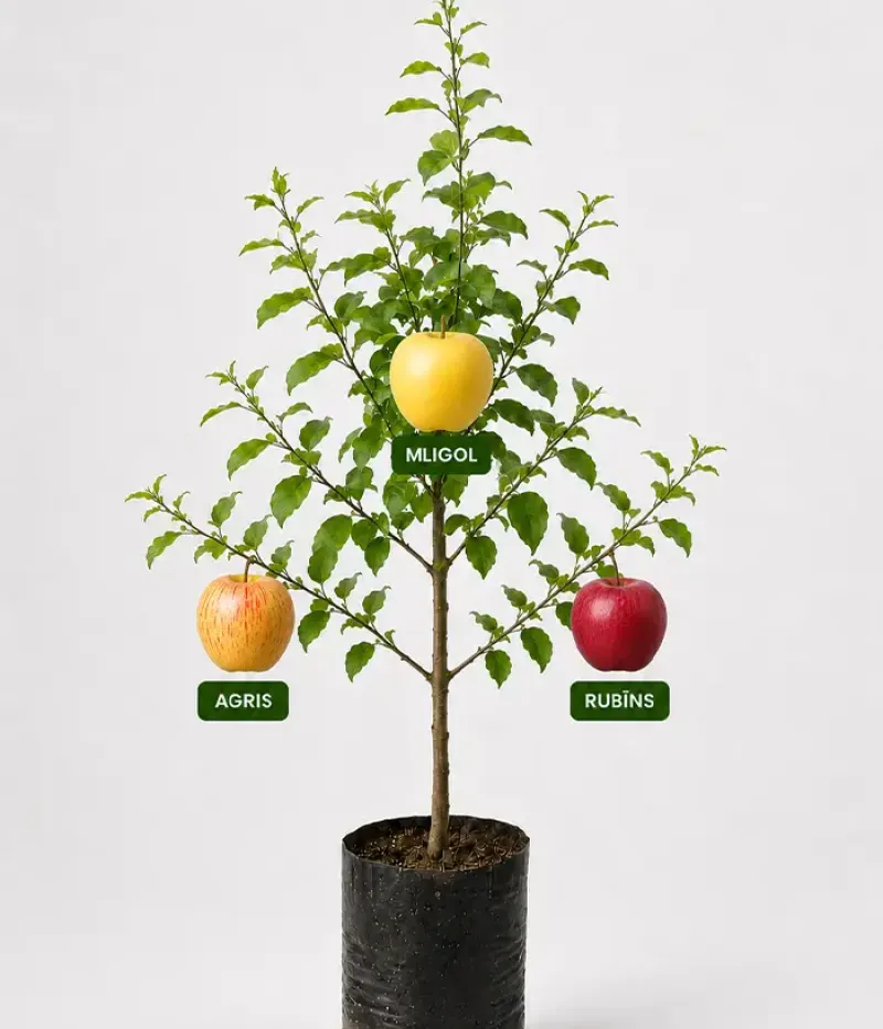 Rodinná multi-jabloň (Malus domestica)  LIGOL + AGRIS + RUBĪNS 26/2 - Tutifruti, s.r.o.