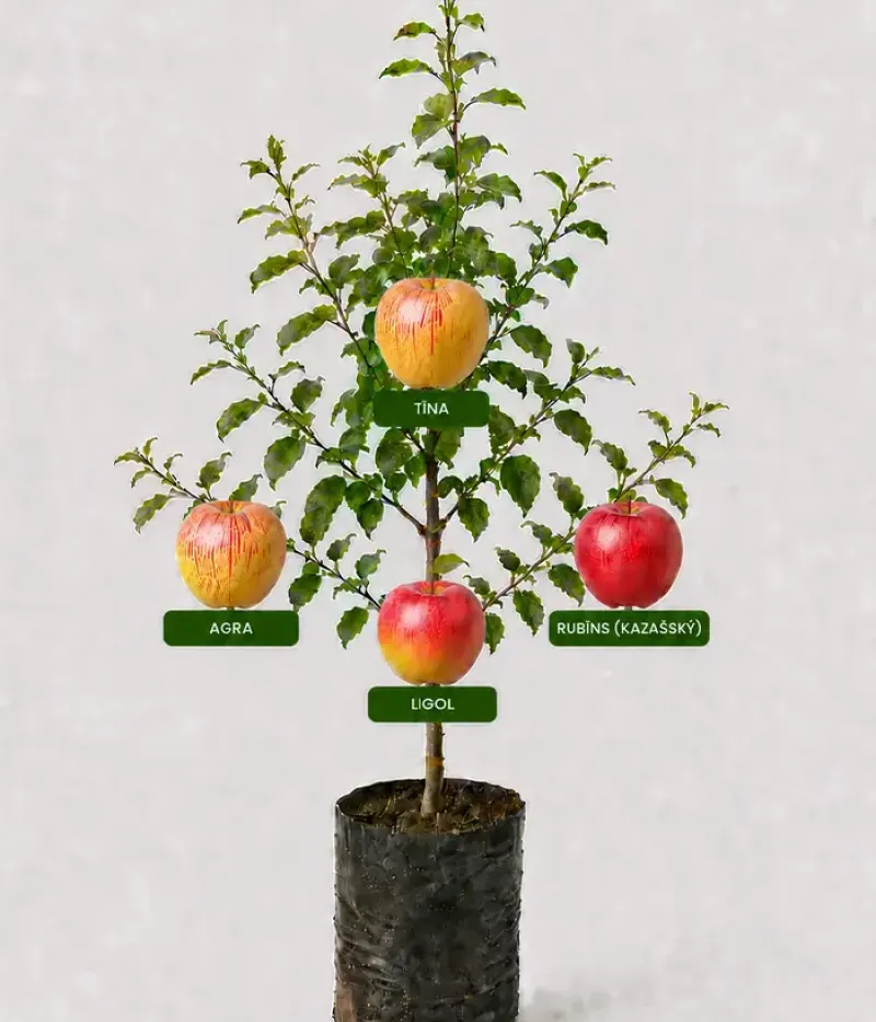 Rodinná multi-jabloň (Malus domestica) AGRA + TĪNA + RUBĪNS + LIGOL 26/2 - Tutifruti, s.r.o.