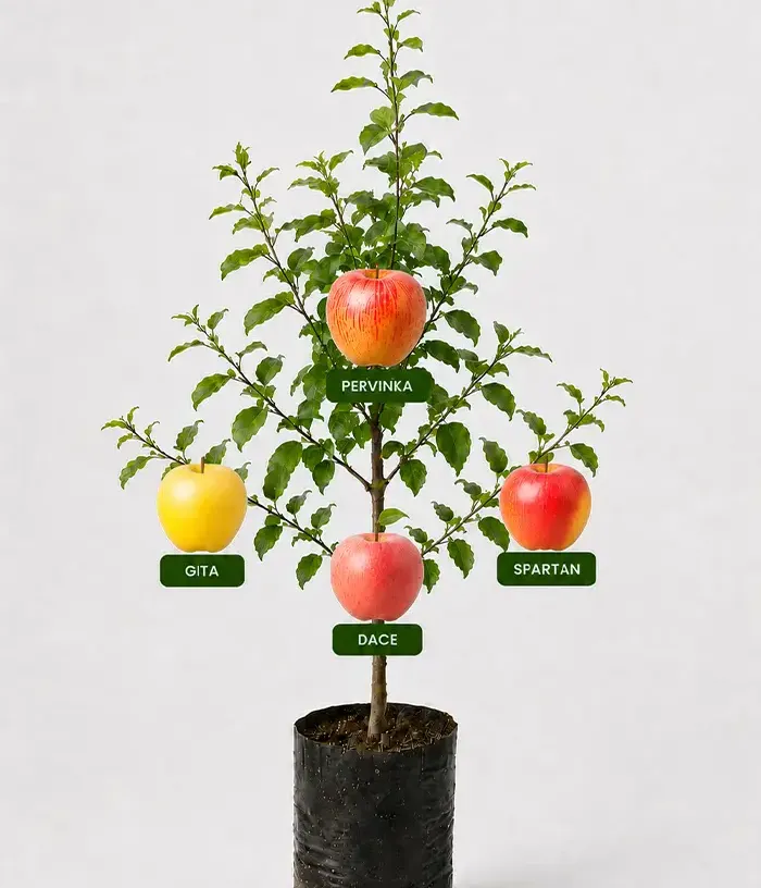 Family Apple Tree (Malus domestica) PERVINKA + GITA + DACE + SPARTAN 26/20 - Tutifruti, s.r.o.