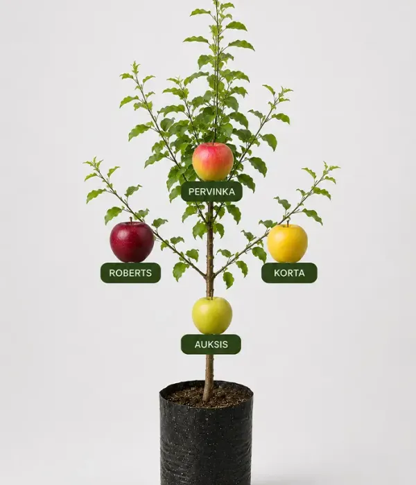 Rodinná multi-jabloň (Malus domestica) KORTA + ROBERTS + PERVINKA + AUKSIS 26/22