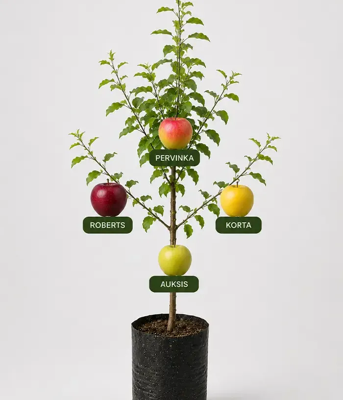 Rodinná multi-jabloň (Malus domestica) KORTA + ROBERTS + PERVINKA + AUKSIS 26/22 - Tutifruti, s.r.o.