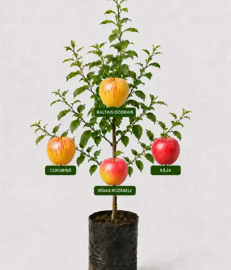 Rodinná multi-jabloň (Malus domestica) CUKURIŅŠ + BALTAIS DZIDRAIS + RĪGAS ROŽĀBELE + RĀJA 26/24 - Tutifruti, s.r.o.
