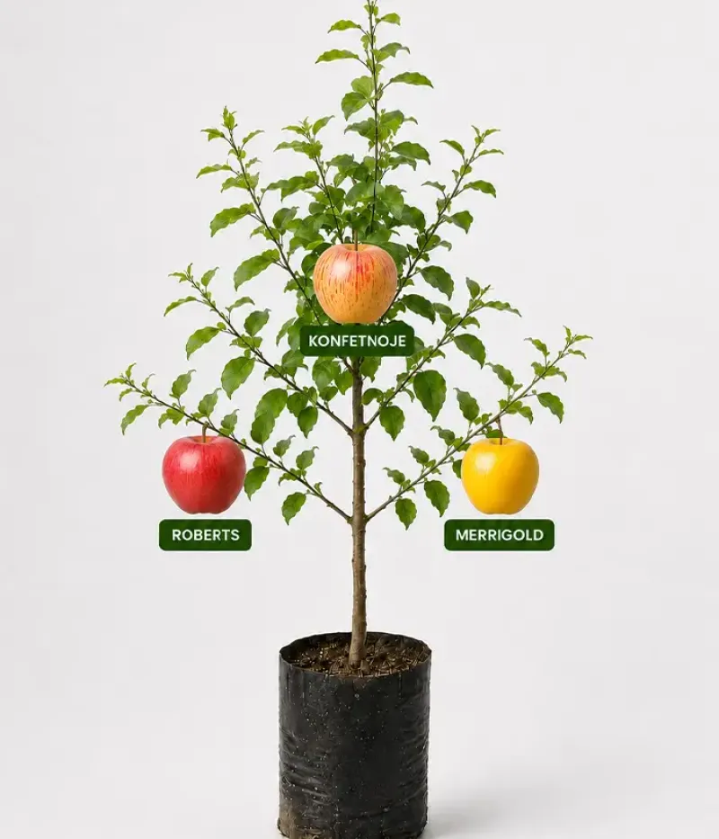 Familien-Apfelbaum (Malus domestica) KONFETNOJE + ROBERTS + MERRIGOLD 26/25 - Tutifruti, s.r.o.