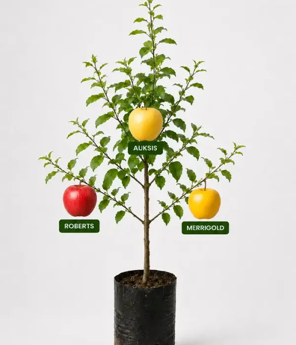 Familien-Apfelbaum (Malus domestica)  ROBERTS + AUKSIS + MERRIGOLD 26/25