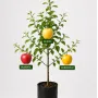 Rodinná multi-jabloň (Malus domestica)  ROBERTS + AUKSIS + MERRIGOLD 26/25