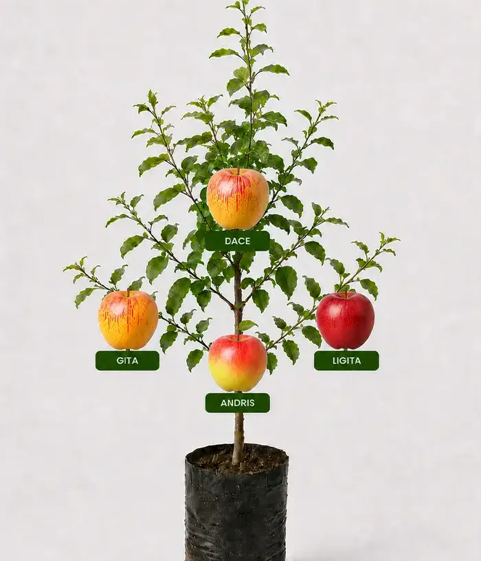 Family Apple Tree (Malus domestica) GITA + DACE + ANDRIS + LIGITA 26/26 - Tutifruti, s.r.o.