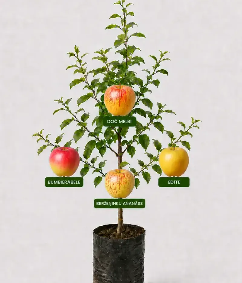 Rodinná multi-jabloň (Malus domestica) BUMBIERĀBELE + DOČ MELBI +BERŽEŅINKU ANANĀSS + EDĪTE 26/28 - Tutifruti, s.r.o.
