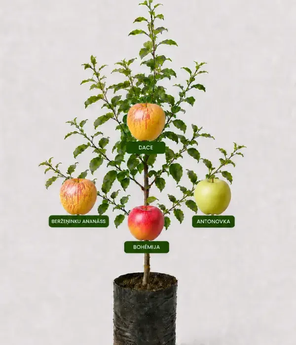 Familien-Apfelbaum (Malus domestica) BERŽEŅINKU ANANĀSS + DACE + ANTONOVKA + BOHĒMIA 26/29