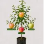 Rodinná multi-jabloň (Malus domestica) BERŽEŅINKU ANANĀSS + DACE + ANTONOVKA + BOHĒMIA 26/29