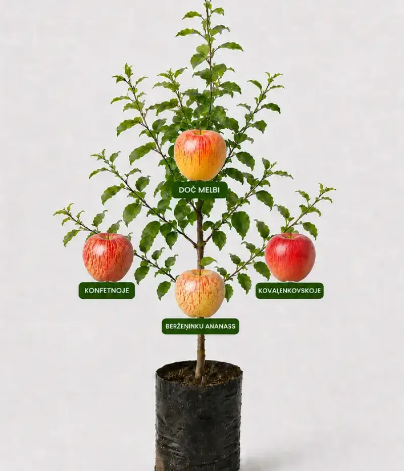 Rodinná multi-jabloň (Malus domestica) KONFETNOJE + DOČ MELBI + BERŽEŅINKU ANANASS + KOVAĻENKOVSKOJE 26/3 - Tutifruti, s.r.o.