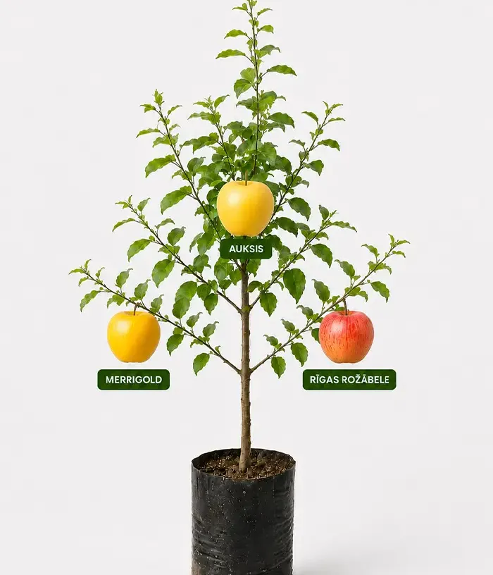 Rodinná multi-jabloň (Malus domestica) MERRIGOLD + AUKSIS + RĪGAS ROŽĀBELE 26/4 - Tutifruti, s.r.o.