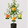Rodinná multi-jabloň (Malus domestica) KORTA + BALTAIS DZIDRAIS + MERRIGOLD + ANTONOVKA 26/5