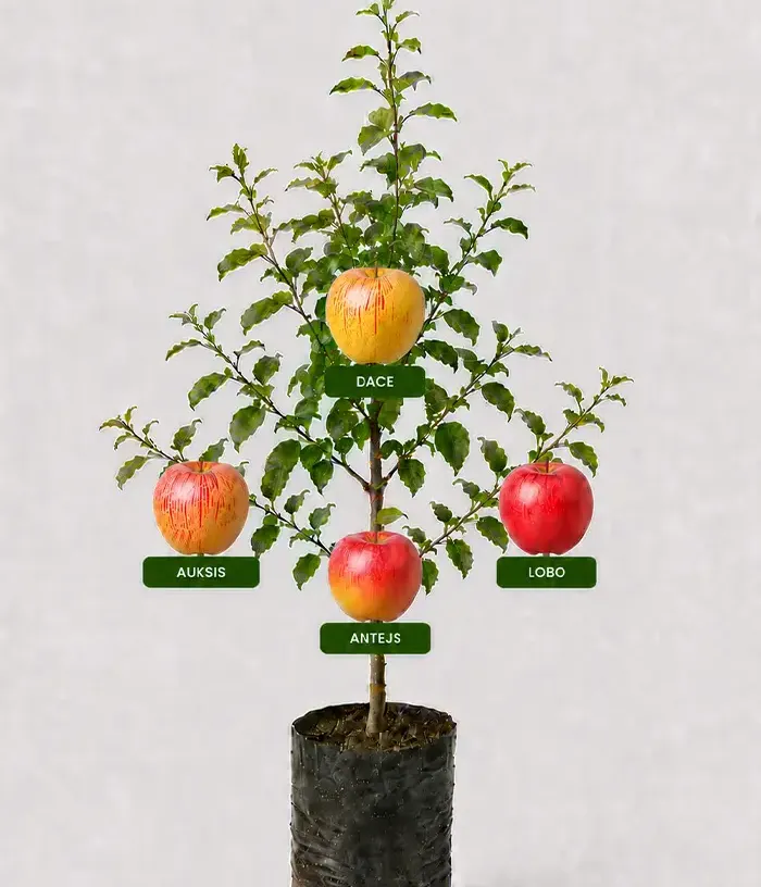 Rodinná multi-jabloň (Malus domestica) AUKSIS + DACE + LOBO + ANTEJS 26/7 - Tutifruti, s.r.o.