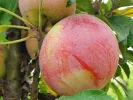 Apple tree (Malus domestica) ANDA - Tutifruti, s.r.o. (SK)