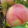 Jabloň (Malus domestica) ANDA