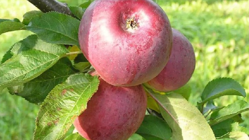 Exkluzívna premiéra: Odhalenie raritných jabloní, ktoré ešte nemajú ani meno!