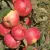 Apple trees to order