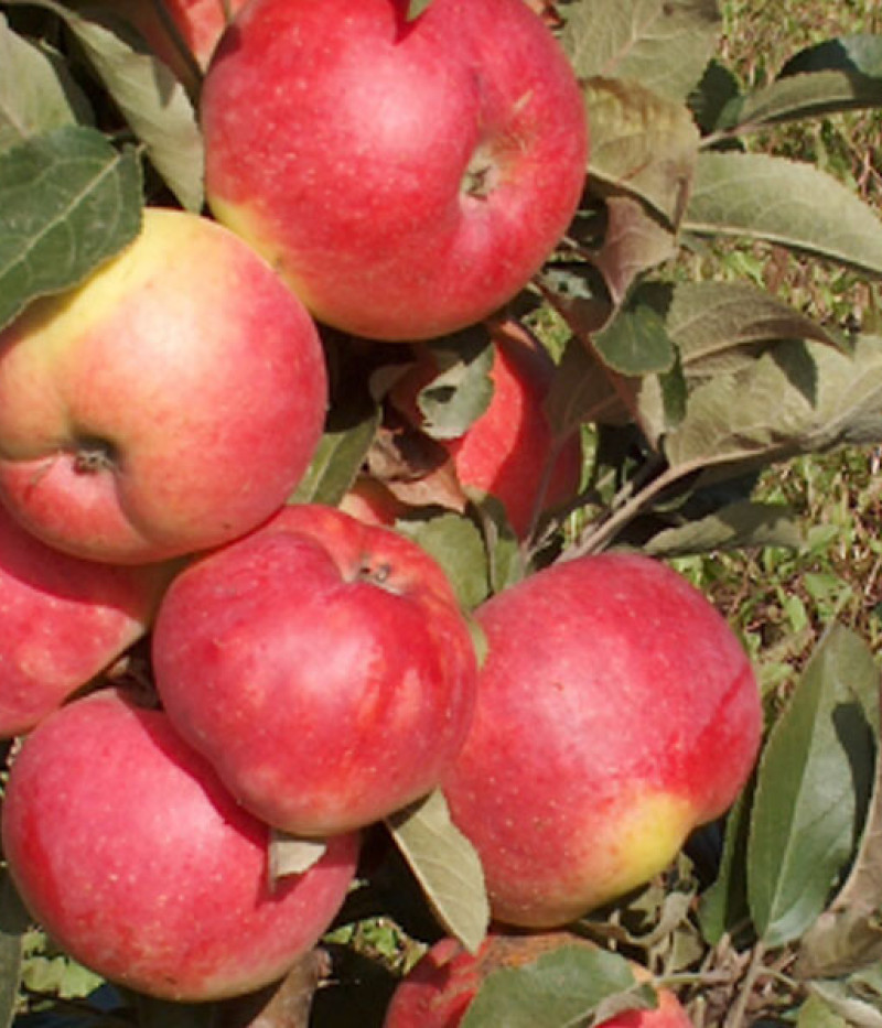 Jabloň (Malus domestica) BAIBA - Tutifruti, s.r.o. (SK)